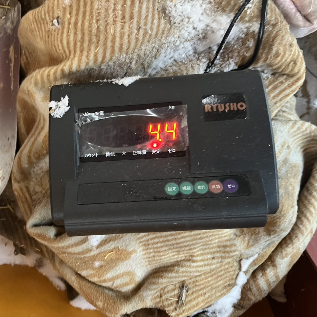 子牛の体重を測る