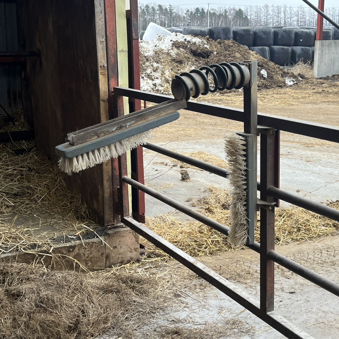 ブラシで健康に