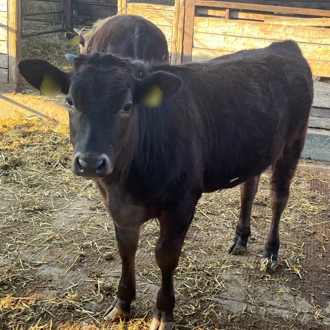 暁之藤について