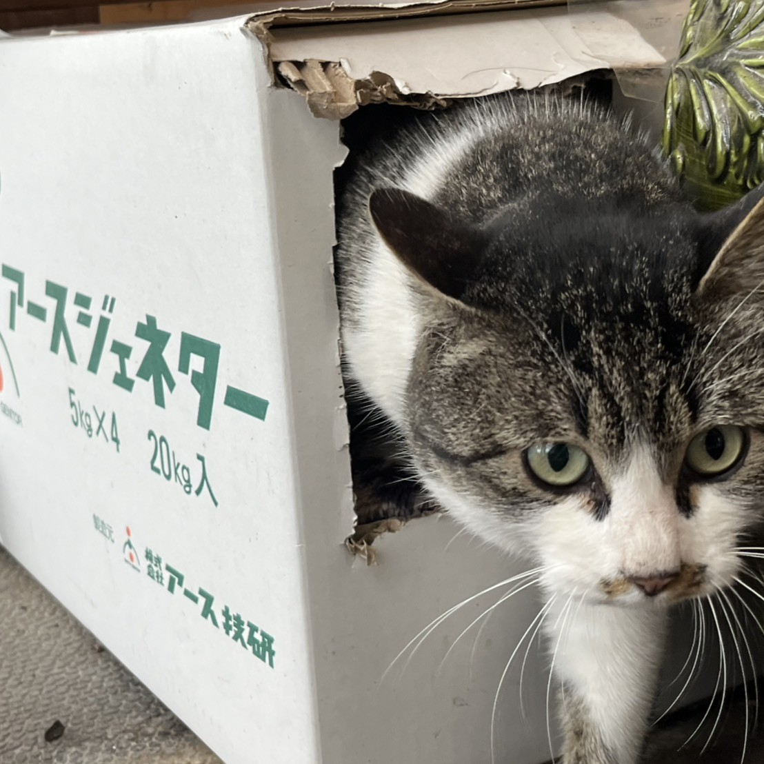 アースジェネター箱の使い道