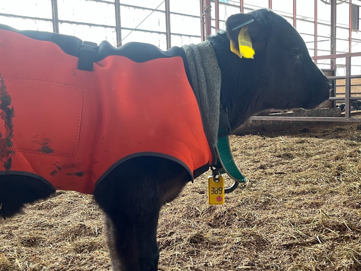 「チョッキ」が風邪の元？