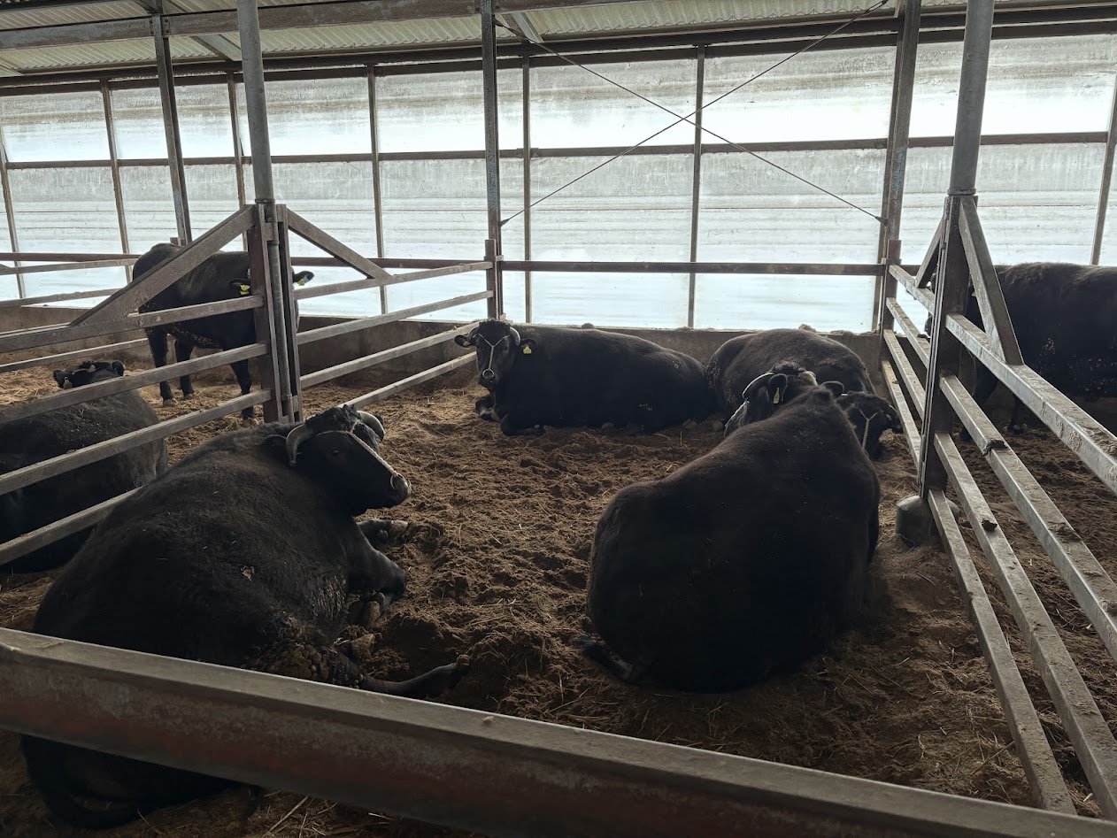 先見の明と徹底管理の和牛一貫経営