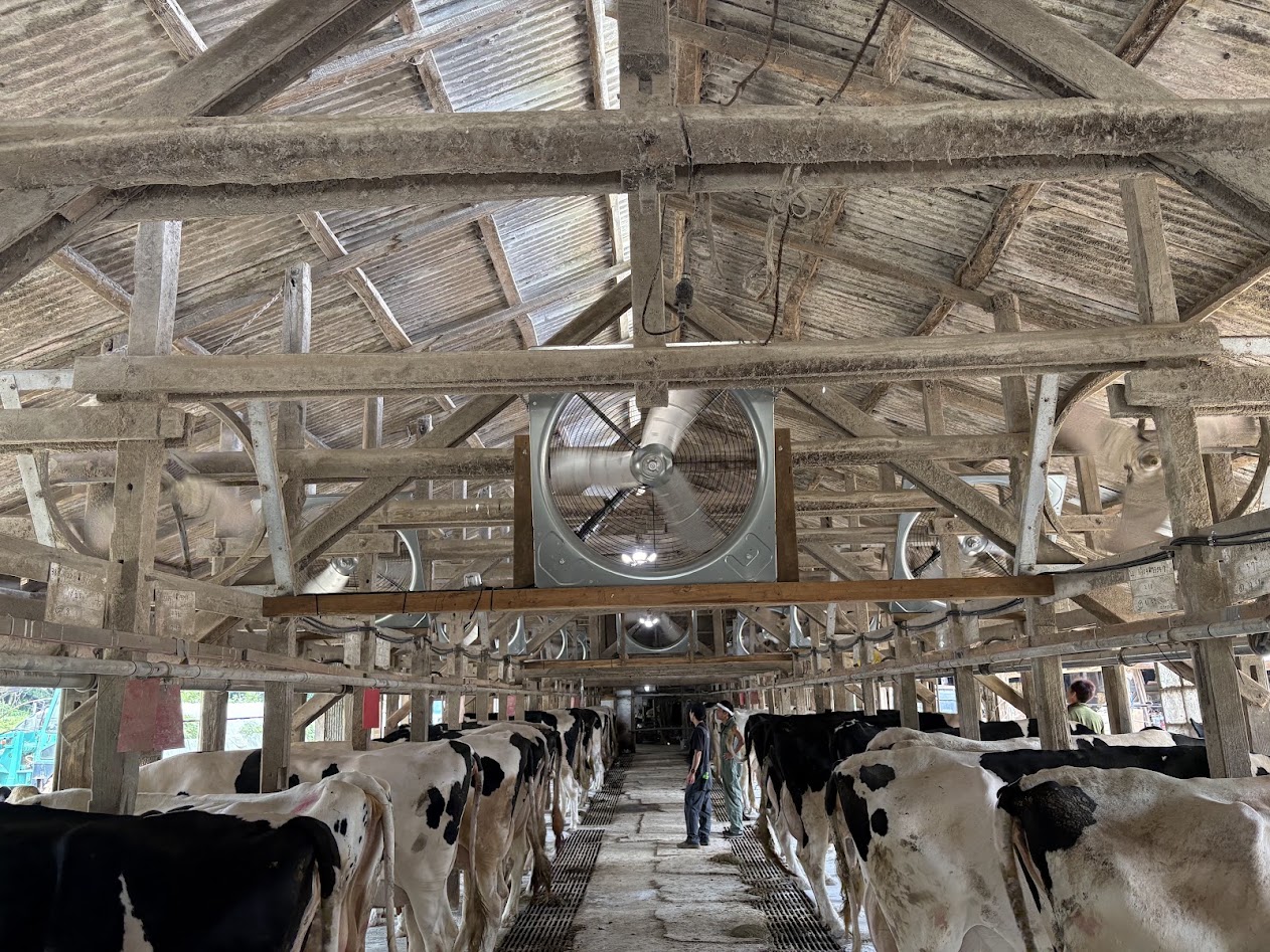 牛舎の扇風機を2倍に！夏の暑さ・ハエ対策と現場の工夫