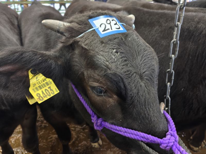 ある子牛セリでの話