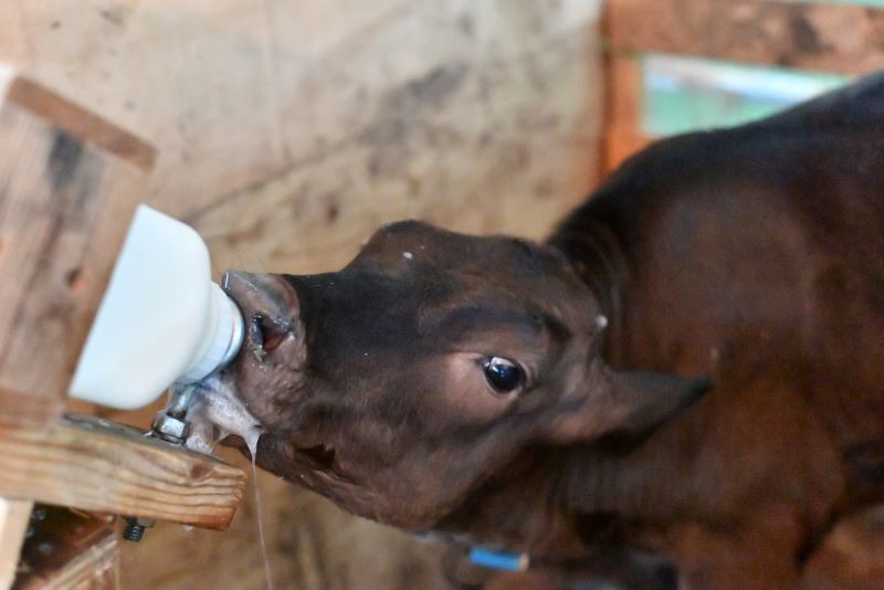 ミルクにまぜる