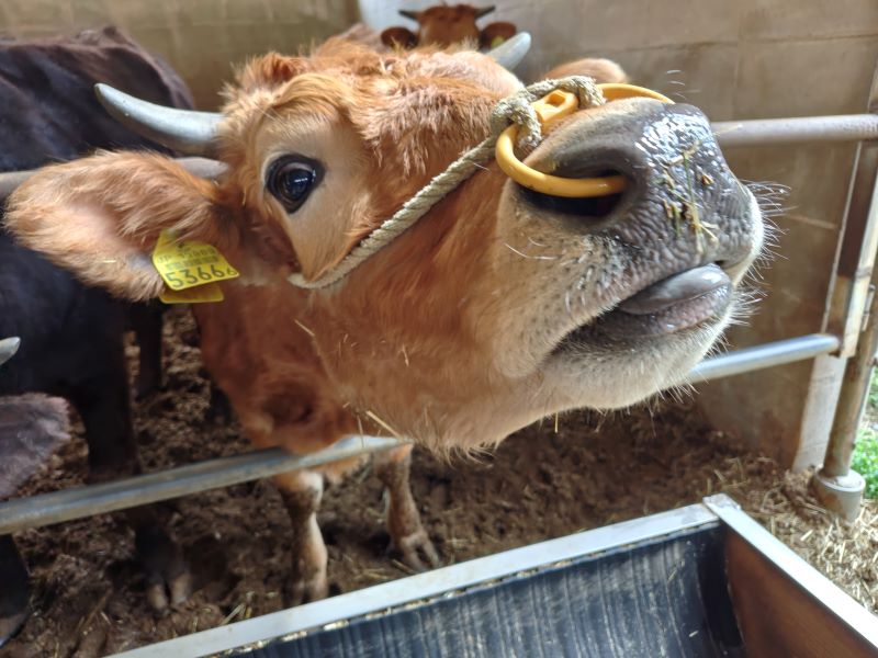 ある肥育農家さんからの電話