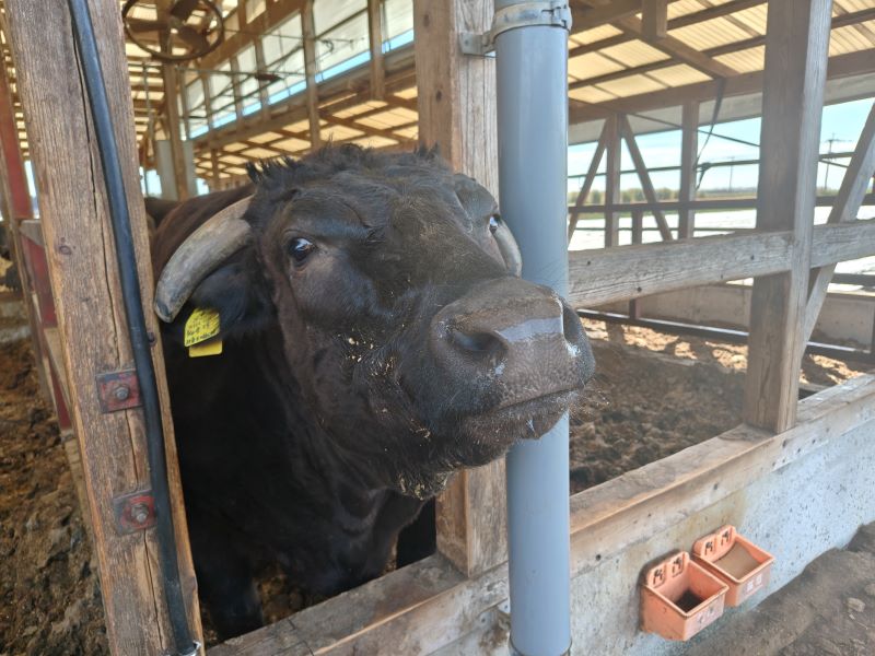 ある肥育農家さんからの電話　つづき