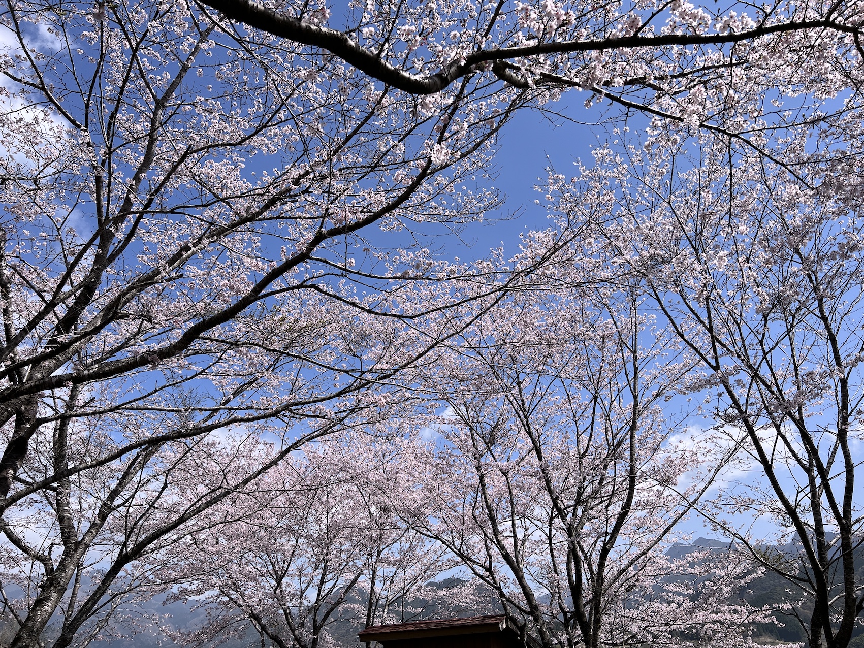 少しずつ、、、