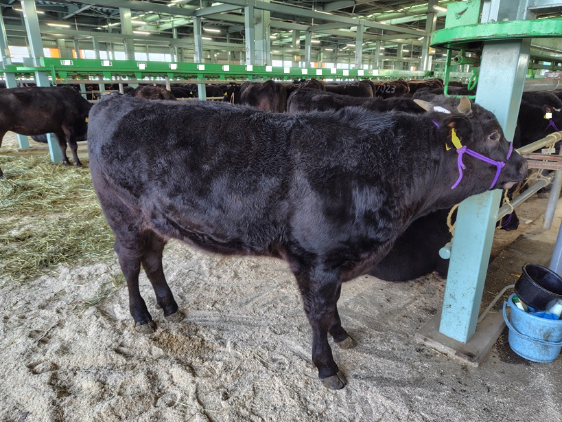 2025年12月 南北海道市場