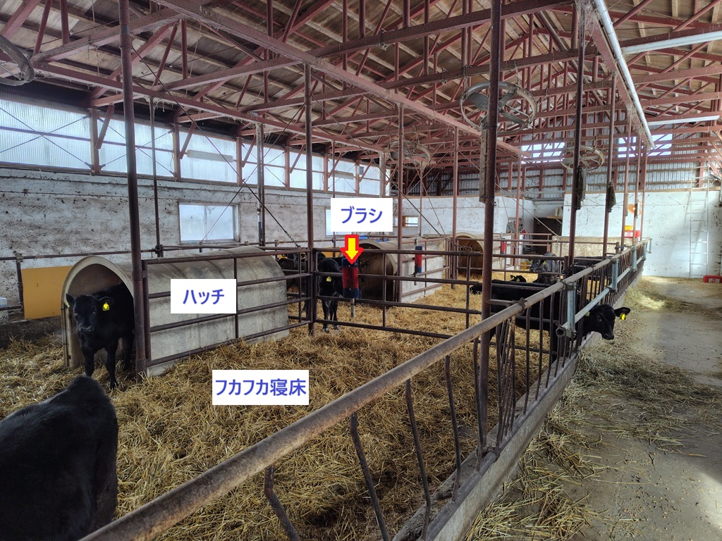 育成舎（離乳後の4～5か月齢）にて