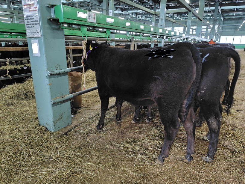 2026年2月南北海道市場結果