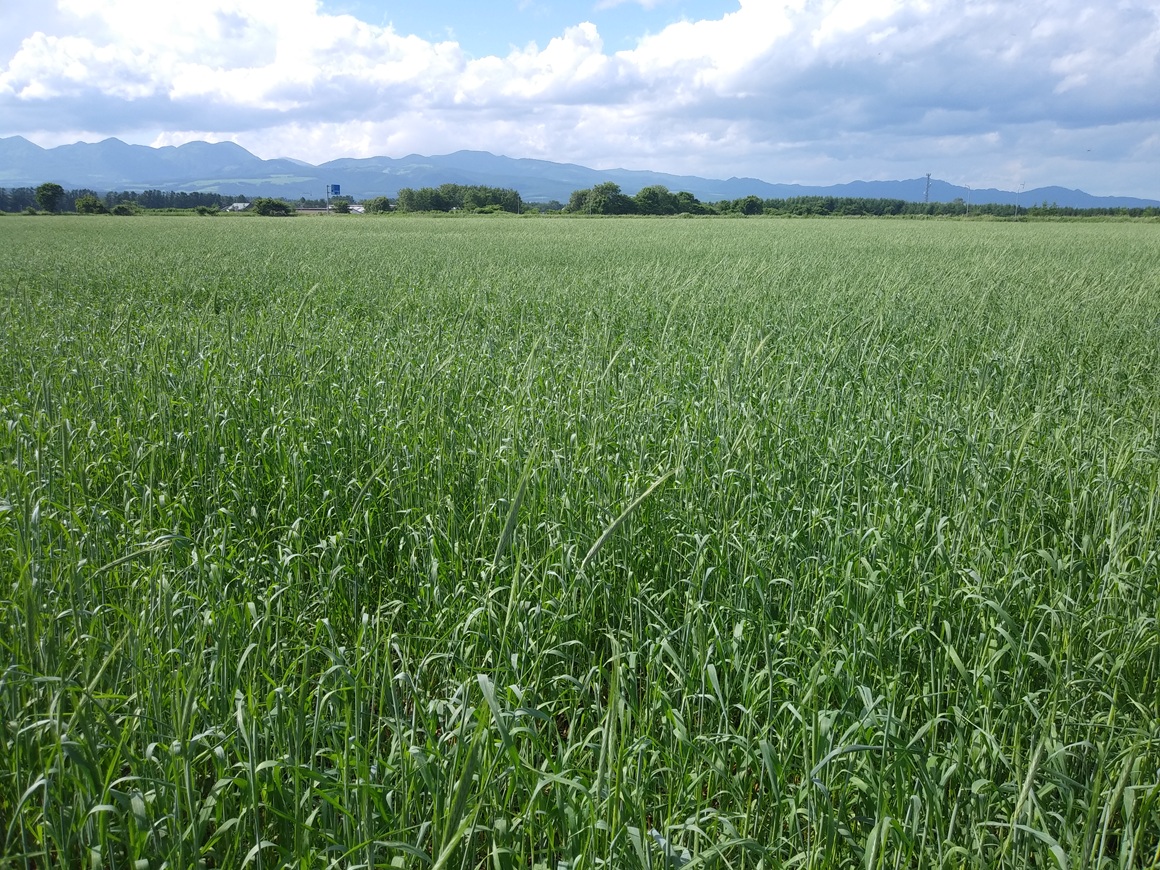 牧草の収穫（北海道）