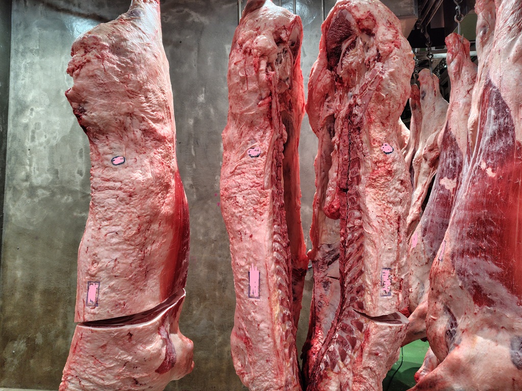 とある枝肉研究会にて