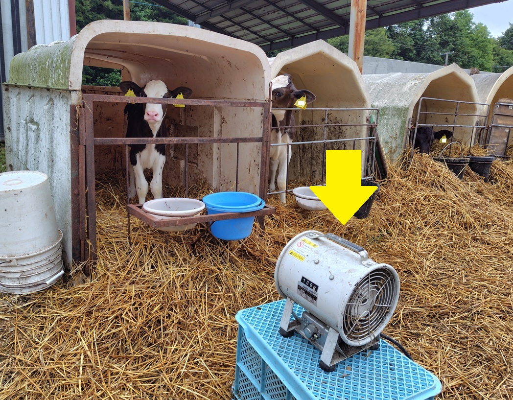 子牛、マイ送風機