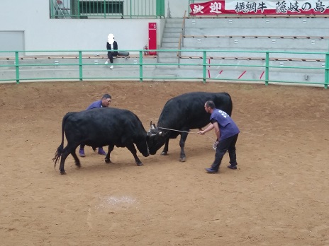 隠岐の牛突き